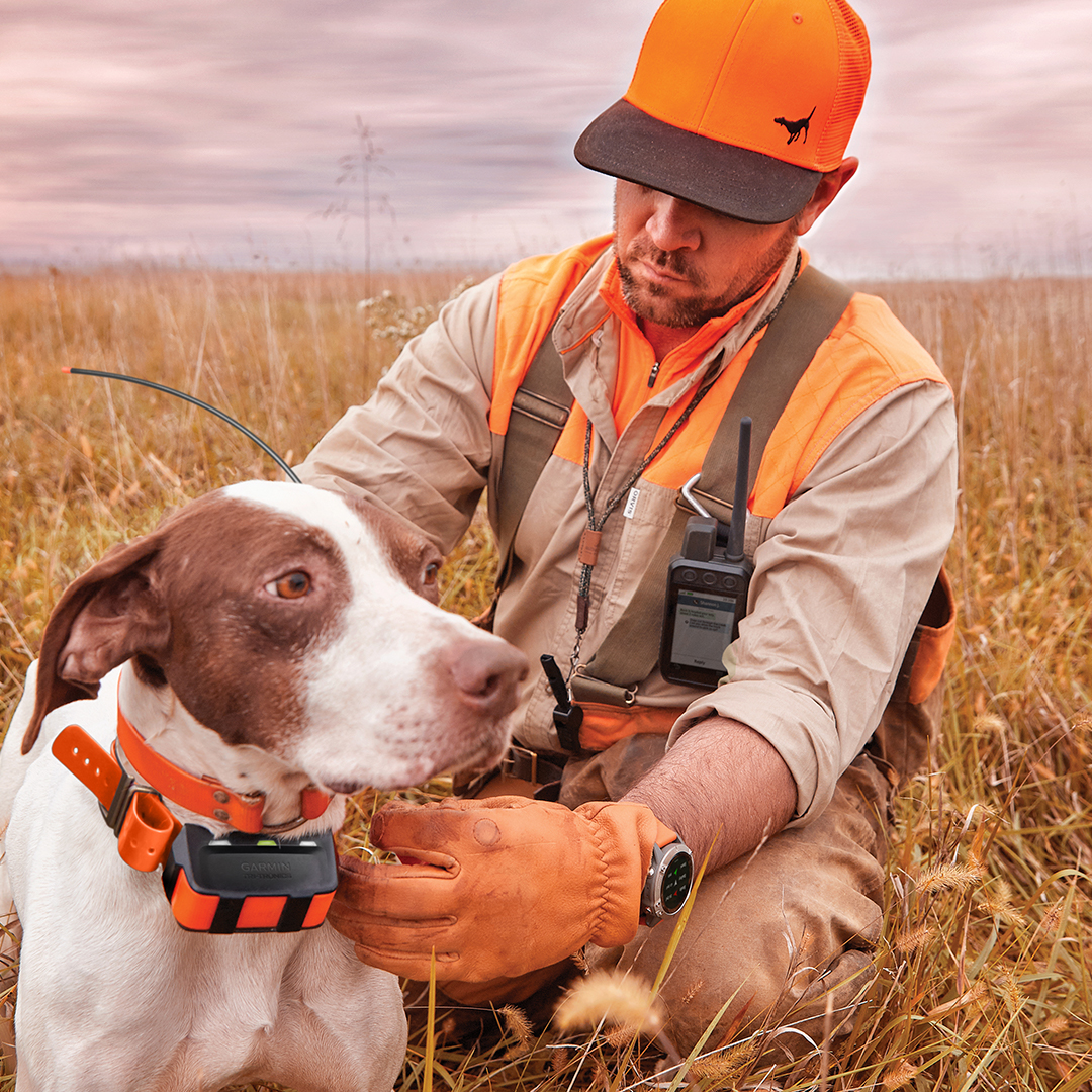 bird dog shock collar