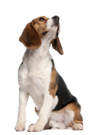 Garmin PRO 70 perfect for Beagles