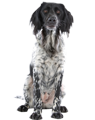 Gun Dog training Flushers