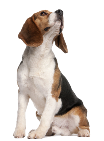 Garmin PRO 70 perfect for Beagles